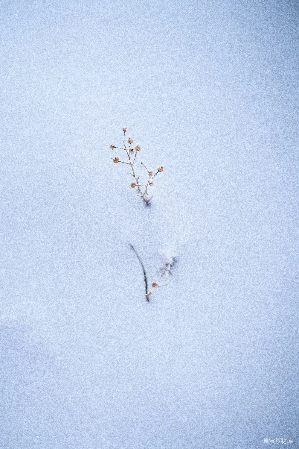 高清摄影  一株小植物从雪地里冒了出来