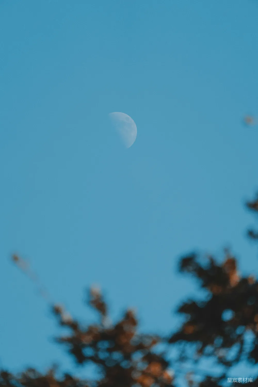 高清摄影  绿色树叶的树