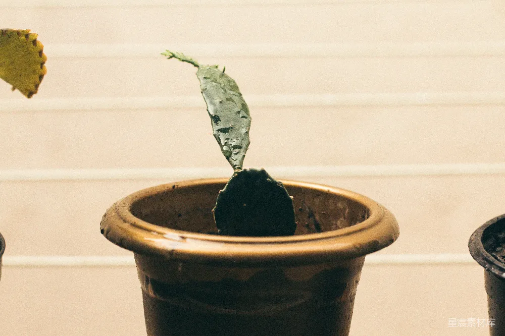 高清摄影  仙人掌的照片