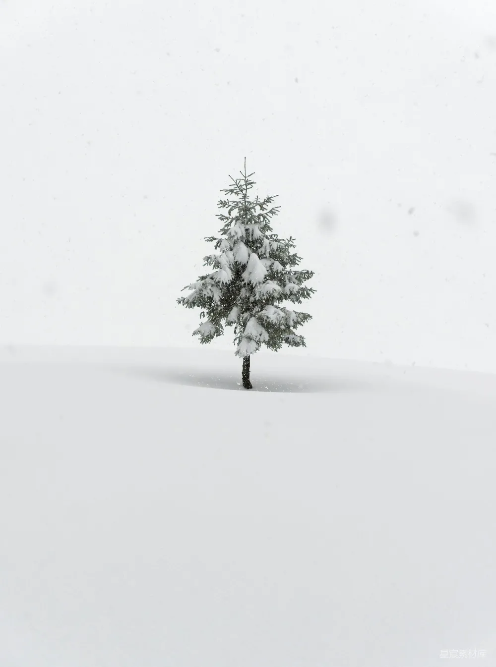 高清摄影 自然 一片雪地里的一棵孤松