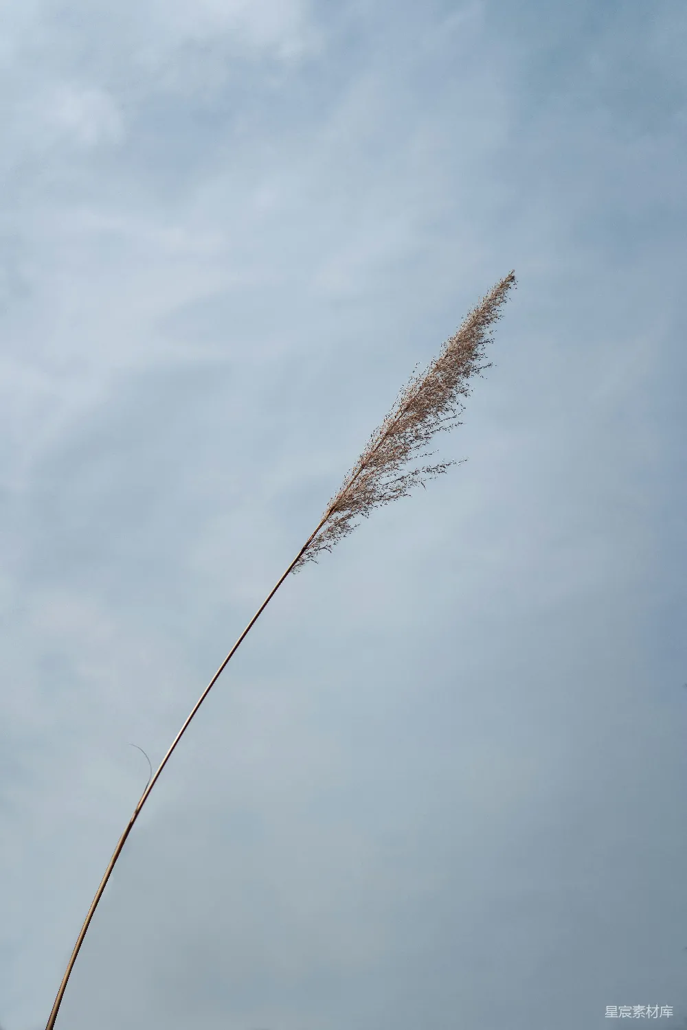 高清摄影  棕色的麦子在白云下