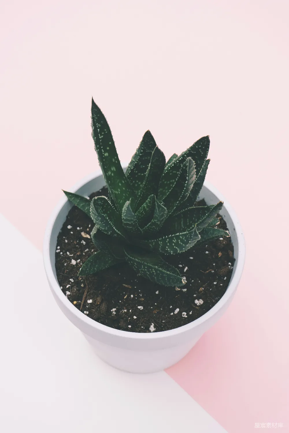 高清摄影  绿色植物