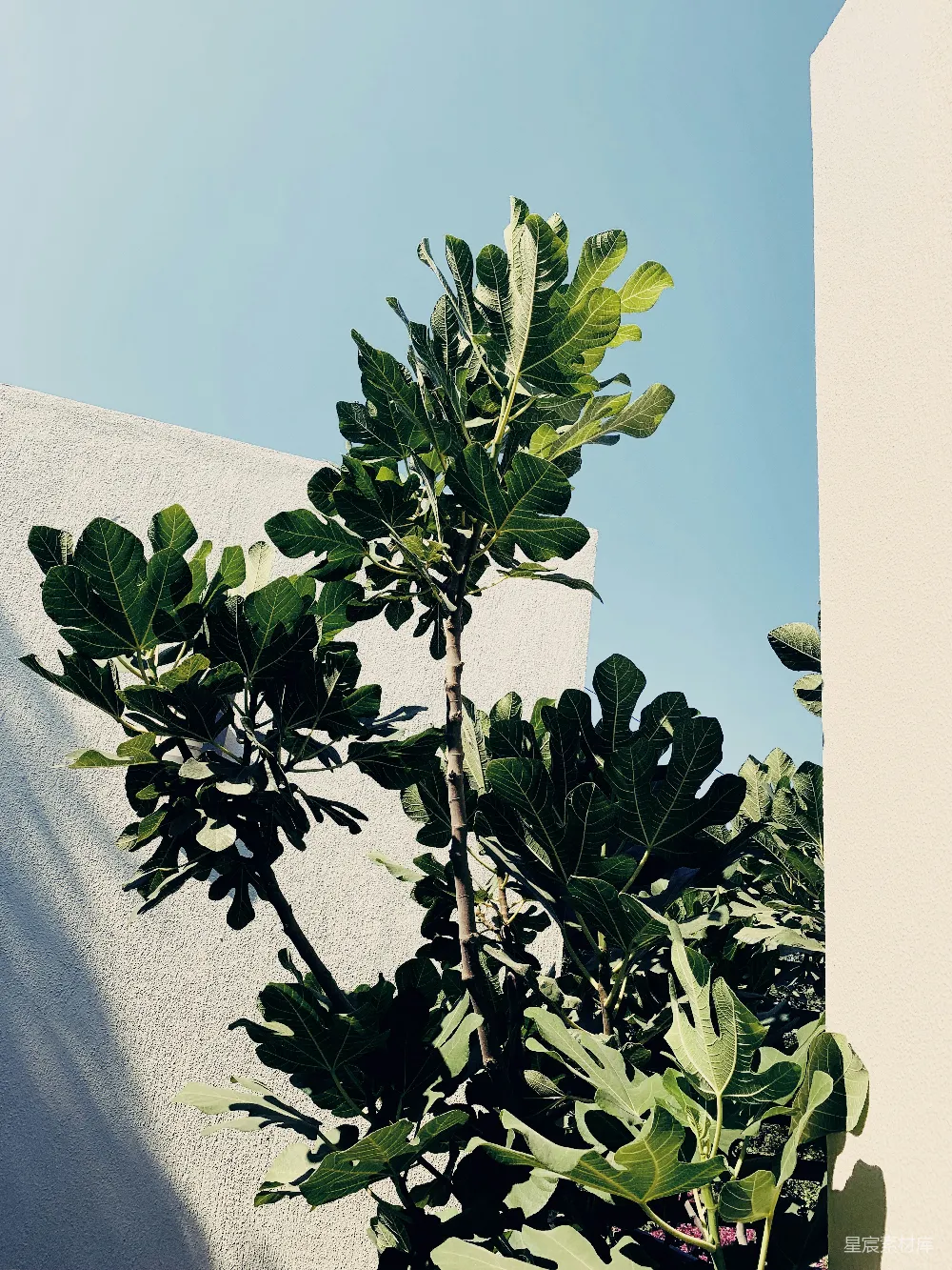 高清摄影  绿色植物在白色纺织品上