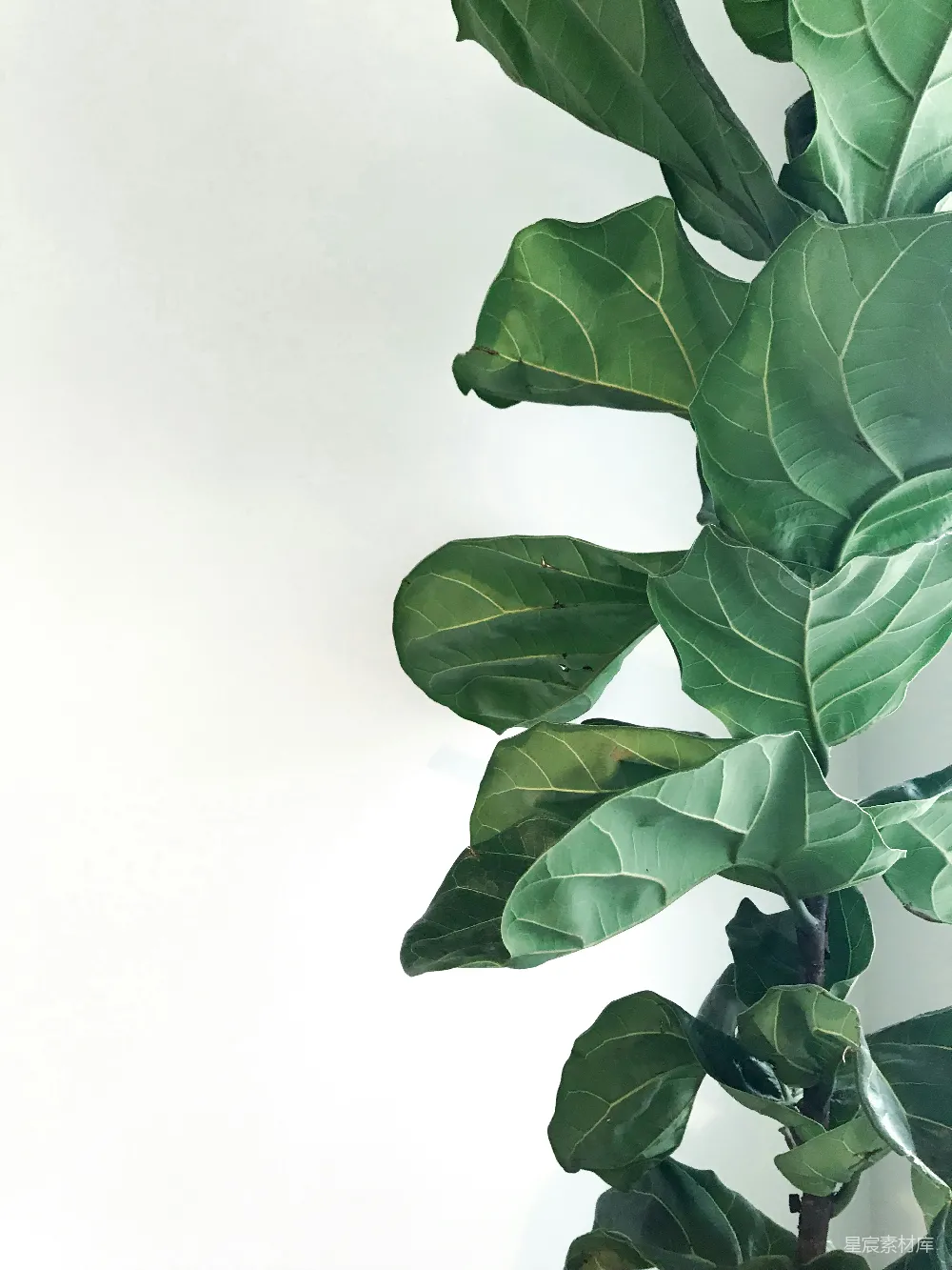 高清摄影  绿色植物
