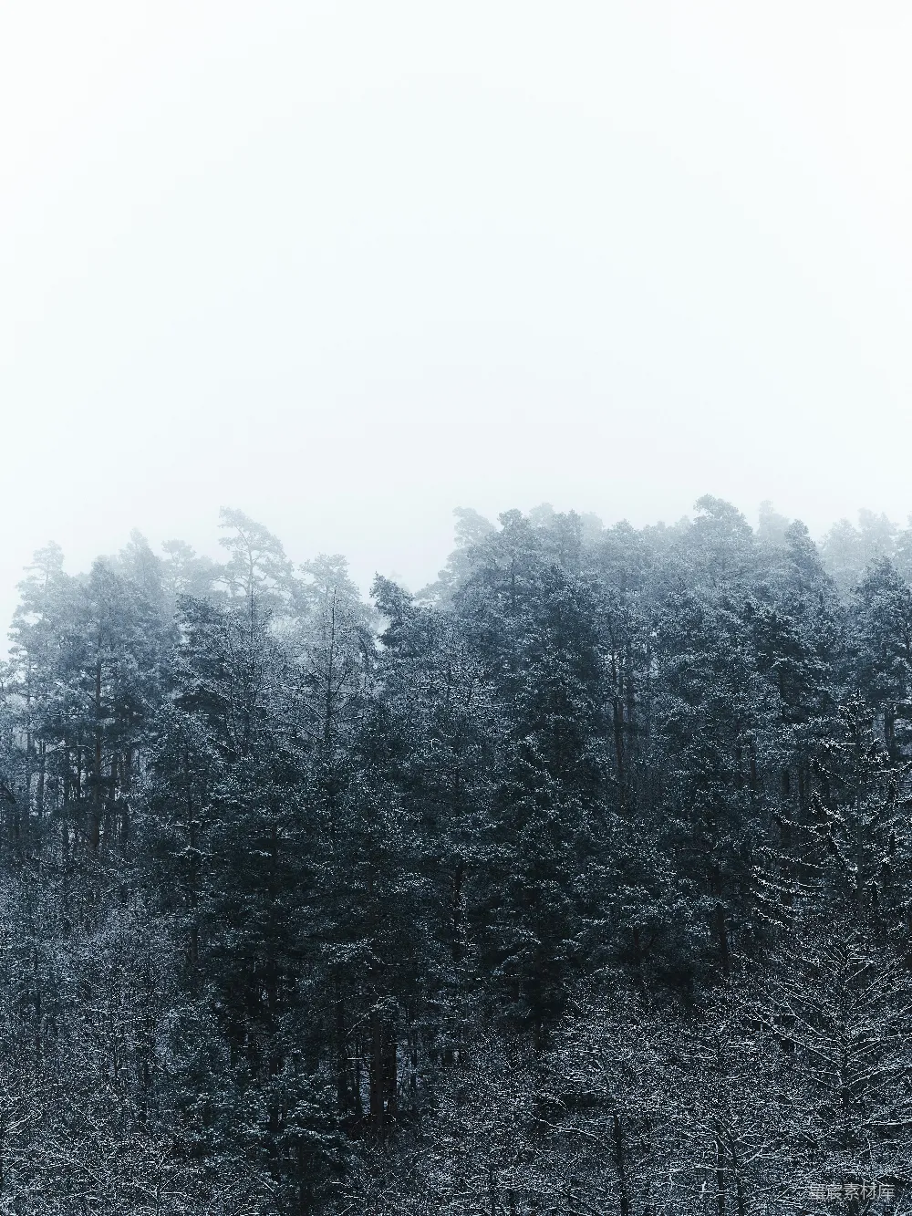 高清摄影 旅行 壁纸 实验性 自然 一片森林里，雪覆盖着的树木群
