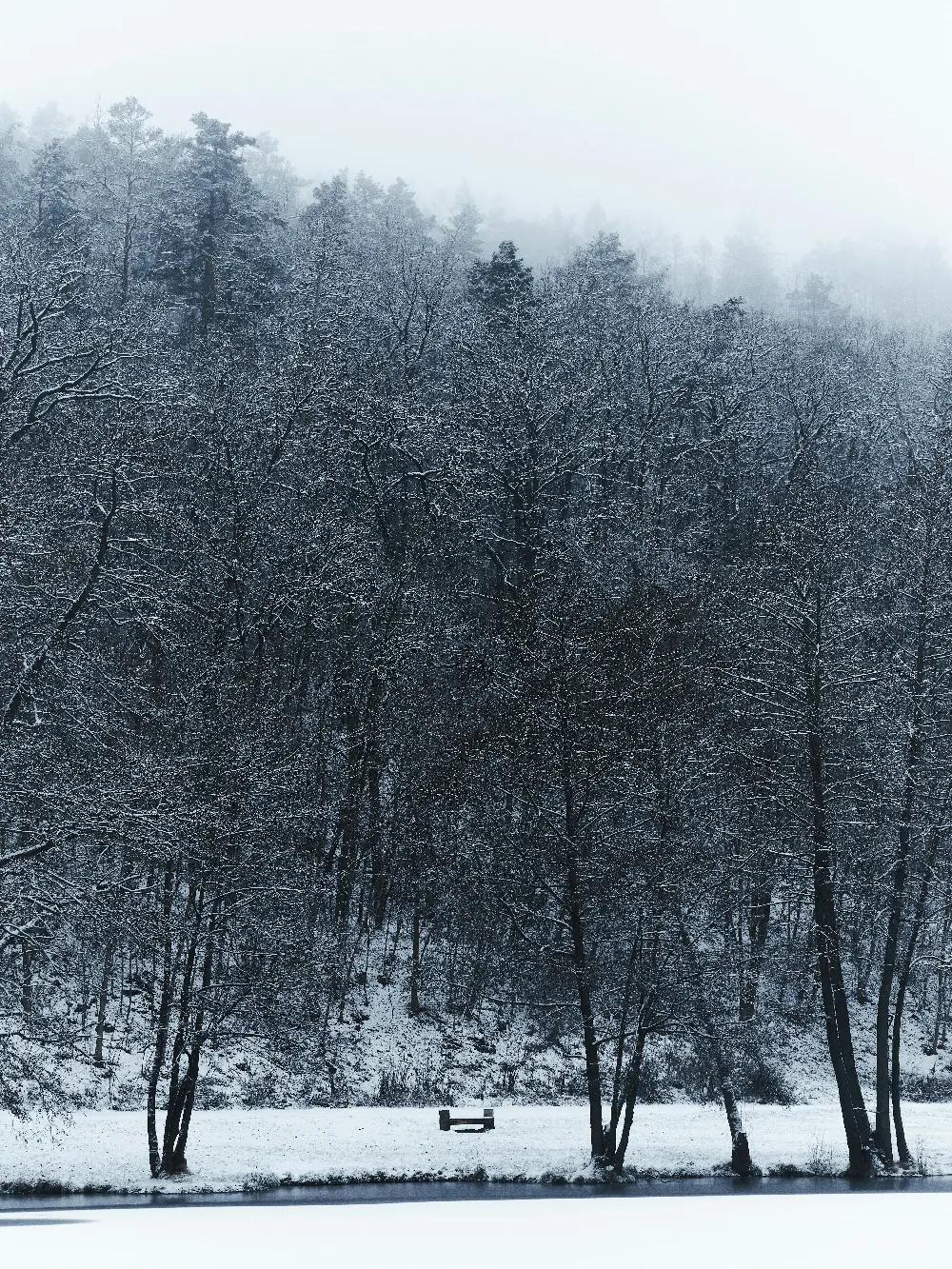 高清摄影 壁纸 实验性 旅行 自然 覆盖着积雪的森林中，前景有一张长椅。