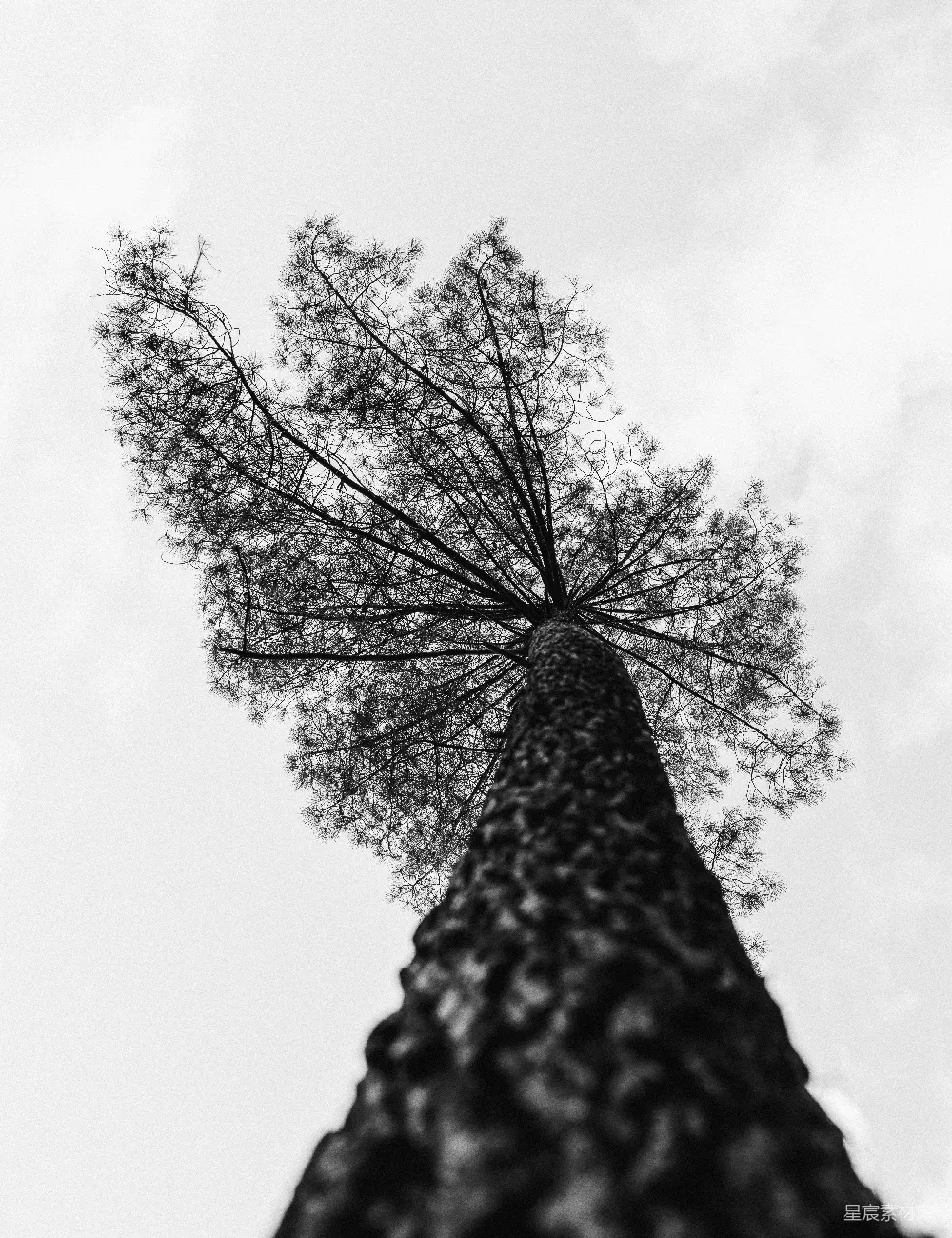 高清摄影  一棵高大的树，背景是天空。