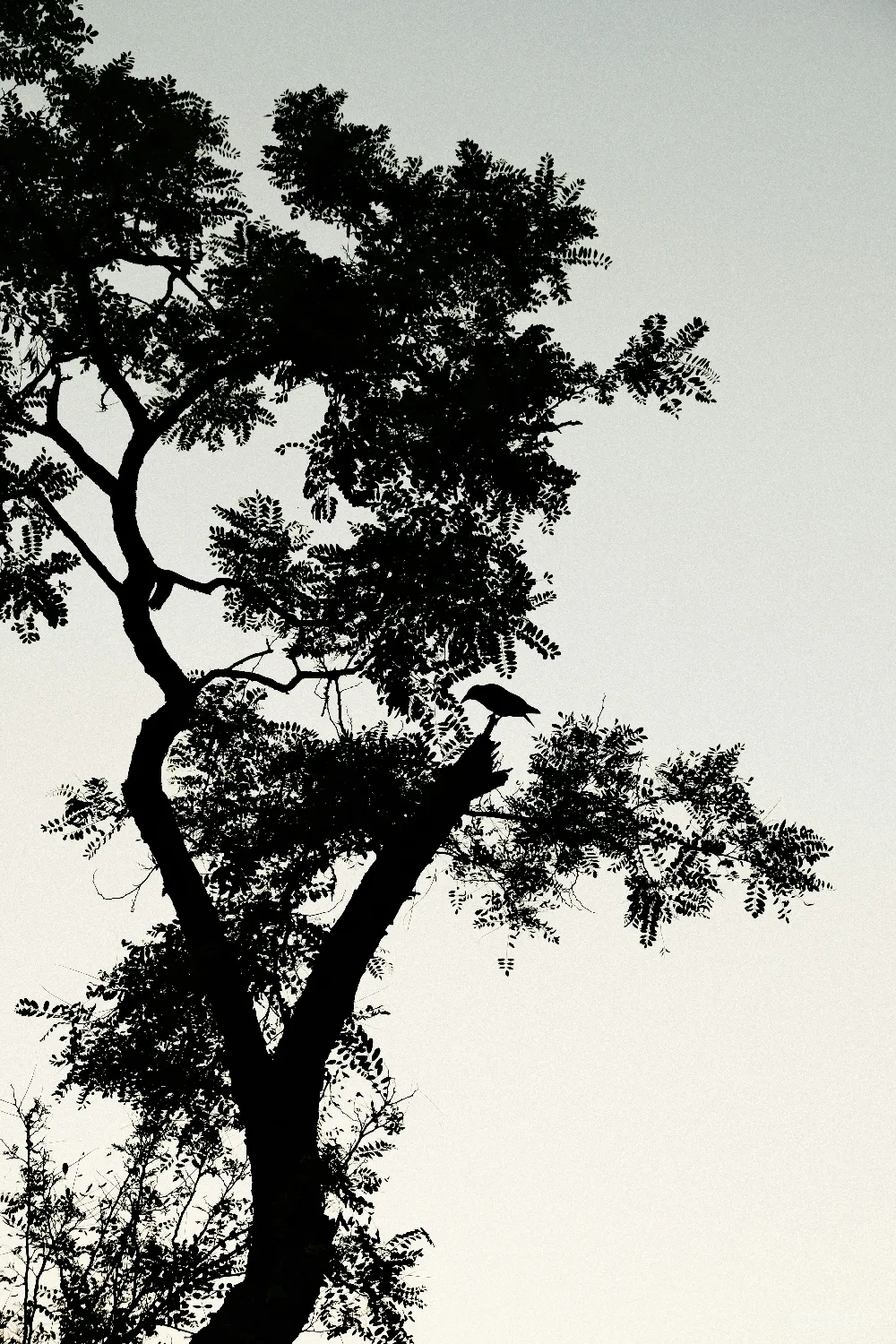 高清摄影 壁纸 自然 一张黑白照片，显示一只鸟栖息在树上。