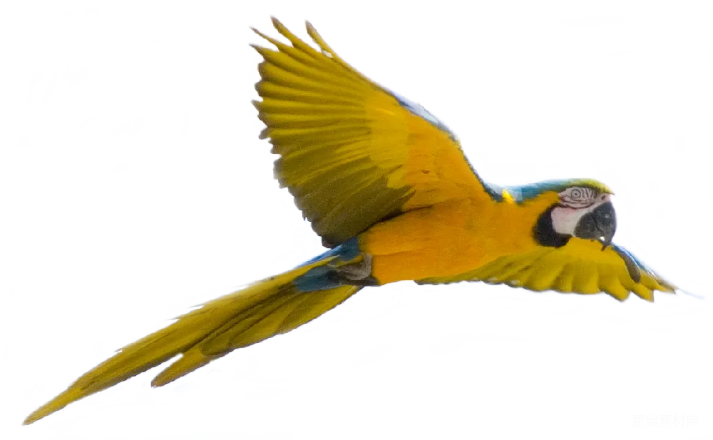 元素素材 黄色