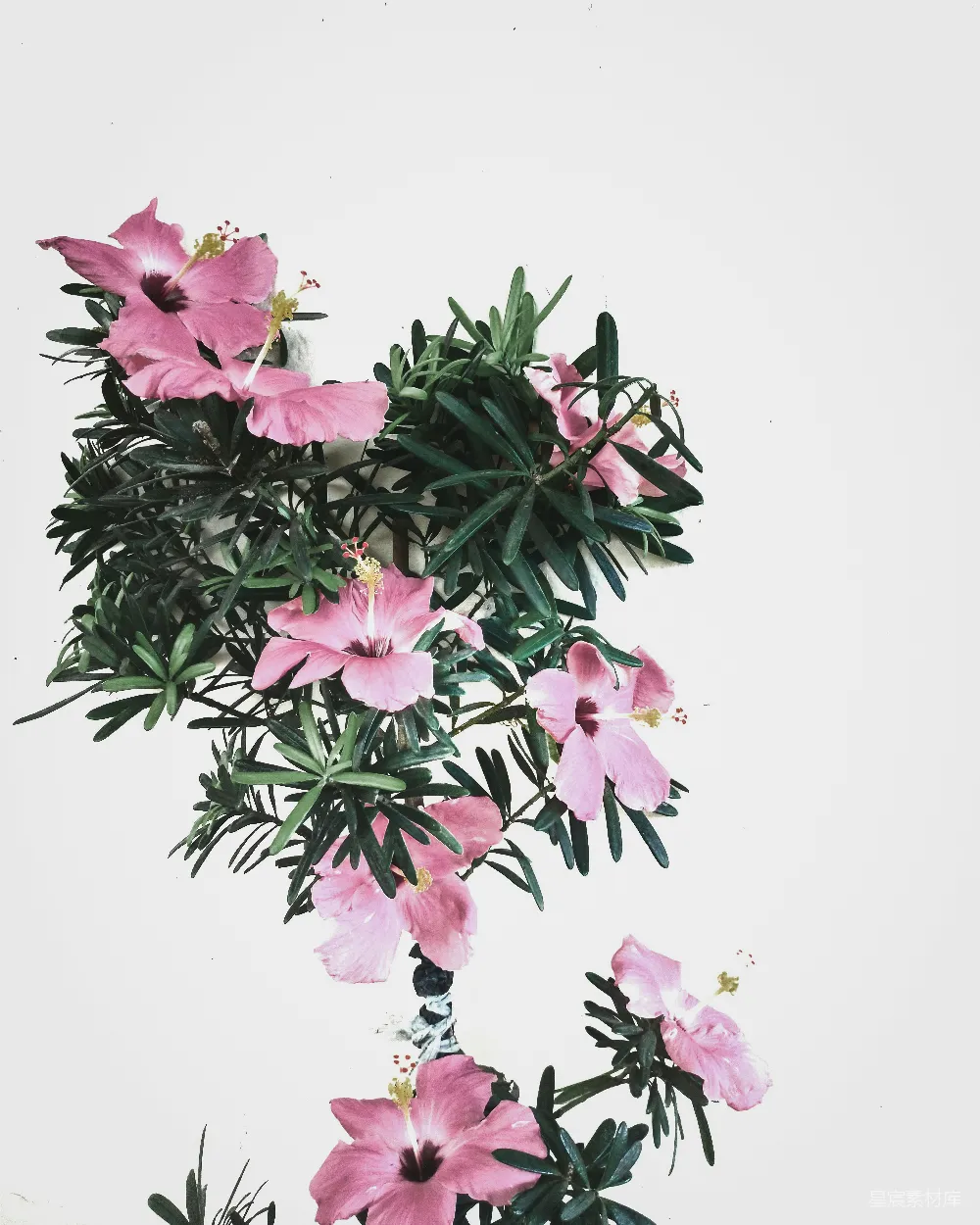高清摄影  粉红色的木槿花