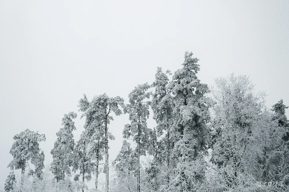 高清摄影 壁纸 自然 一张黑白照片，照片中树木被积雪覆盖。