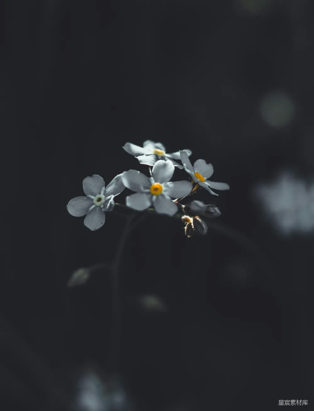 高清摄影  白黄相间的花在黑色背景前