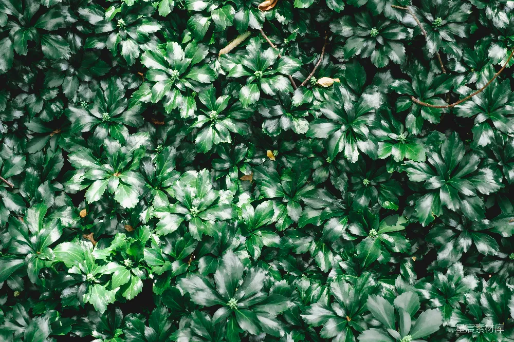 高清摄影  一组绿色植物