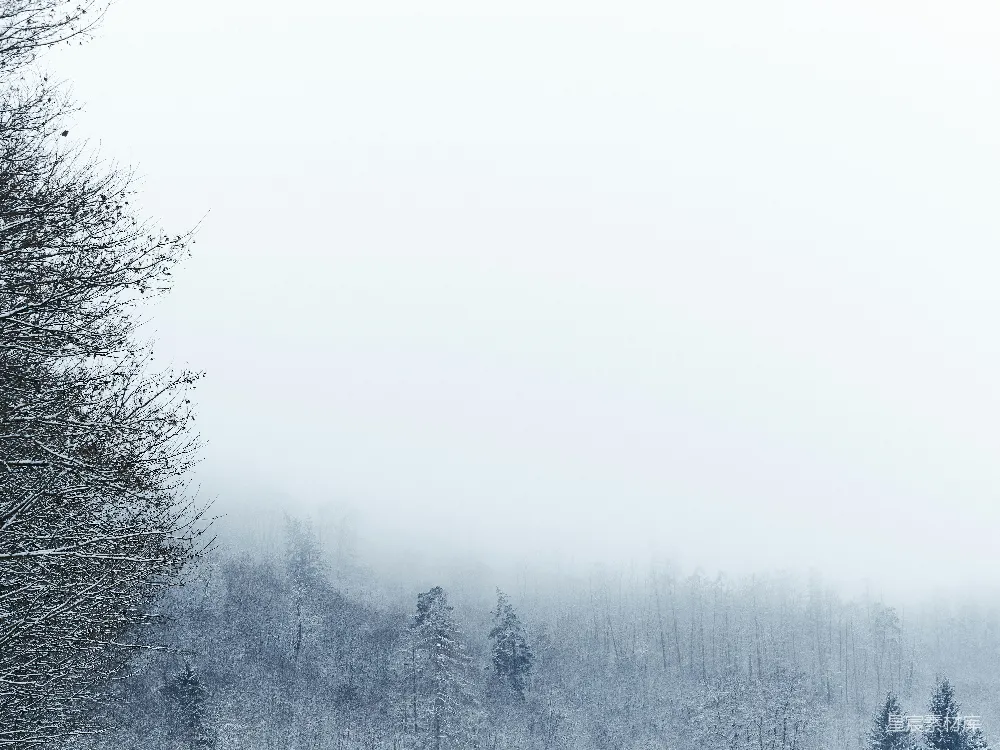 高清摄影 旅行 自然 实验性 壁纸 被雪覆盖的森林，背景中有树木。