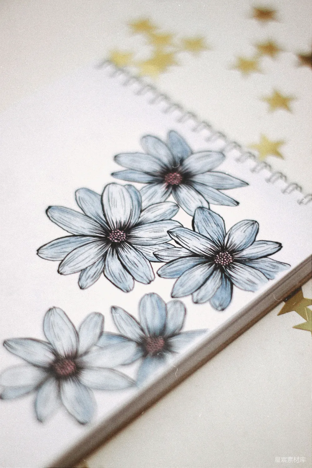 高清摄影  蓝色和白色花朵插图