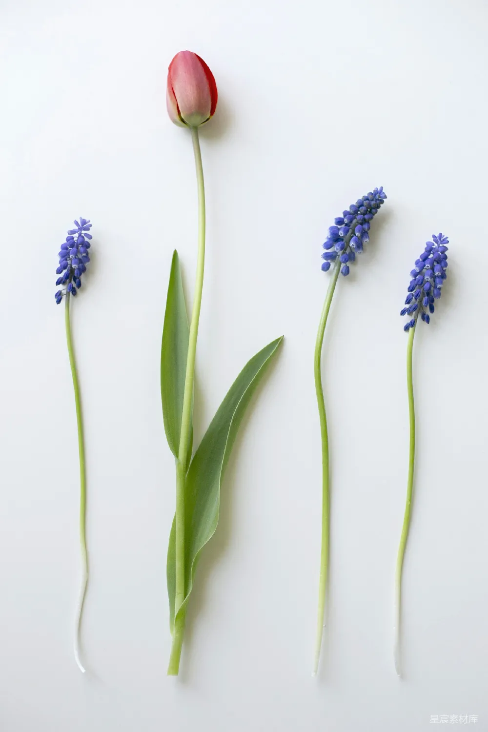高清摄影 自然 壁纸 红瓣花