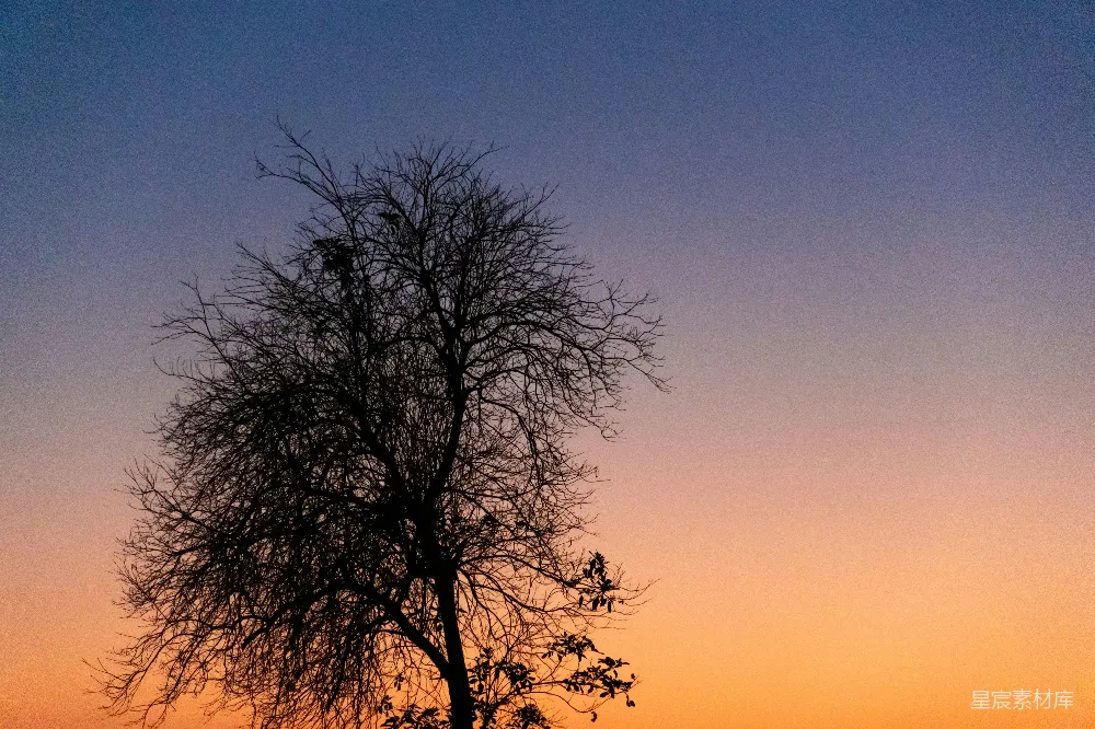 高清摄影  一棵没有叶子的树在夕阳前