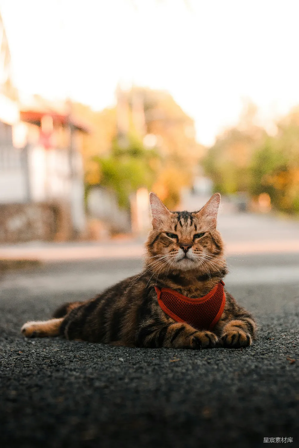 高清摄影  一只戴着红色头巾的猫坐在地上。