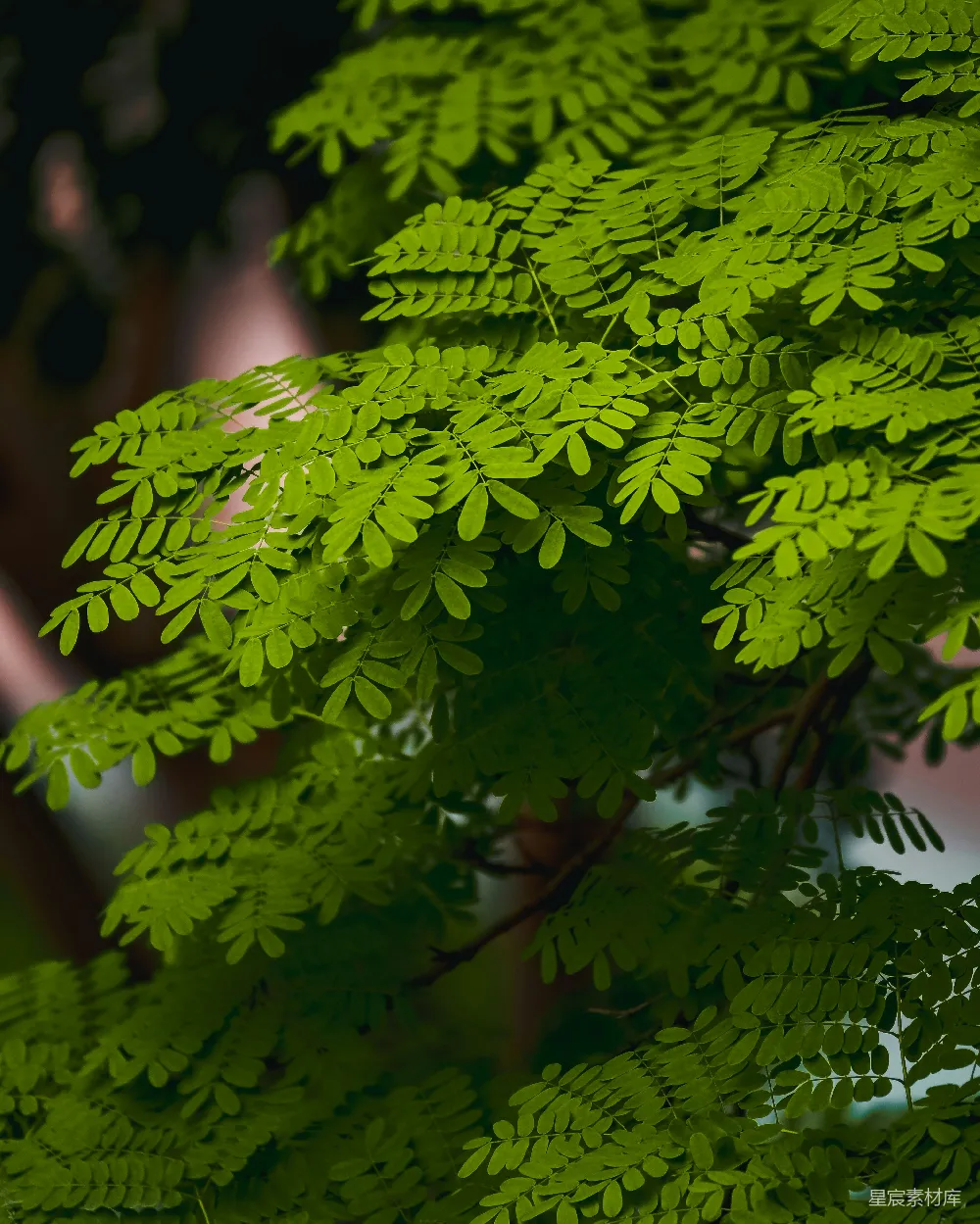 高清摄影  一张绿色植物的特写照片