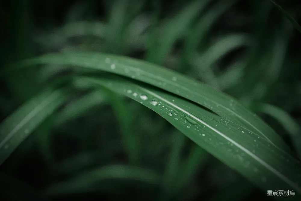 高清摄影 自然 一朵花的特写