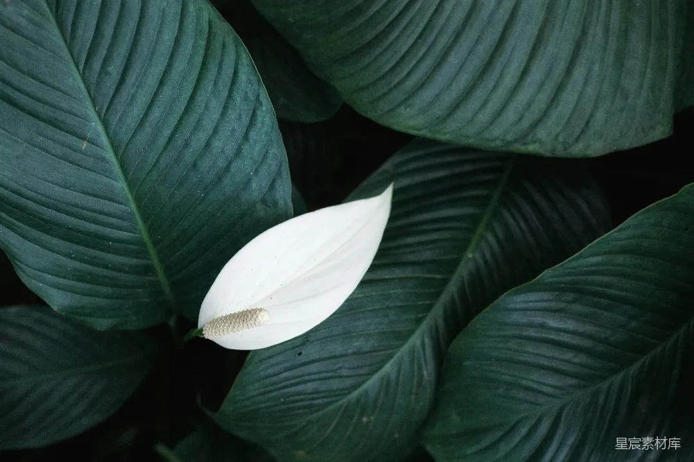 高清摄影  白玉兰花