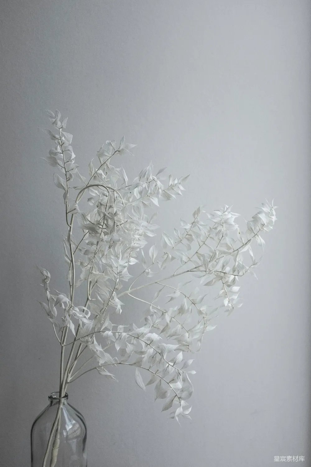 高清摄影  白墙上的白色花朵