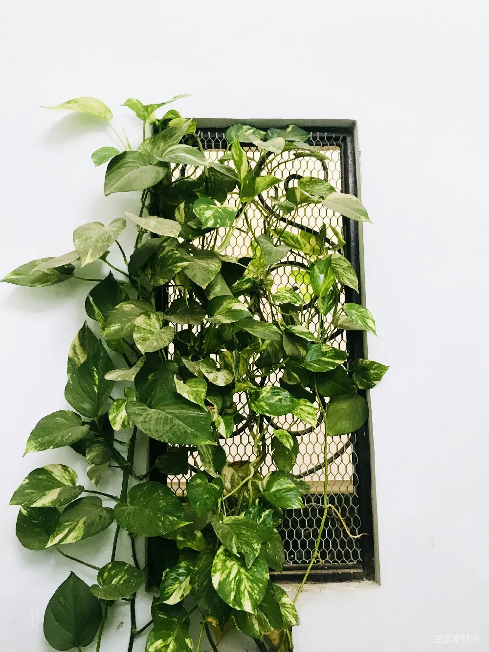 高清摄影  绿色植物在黑色金属框架上