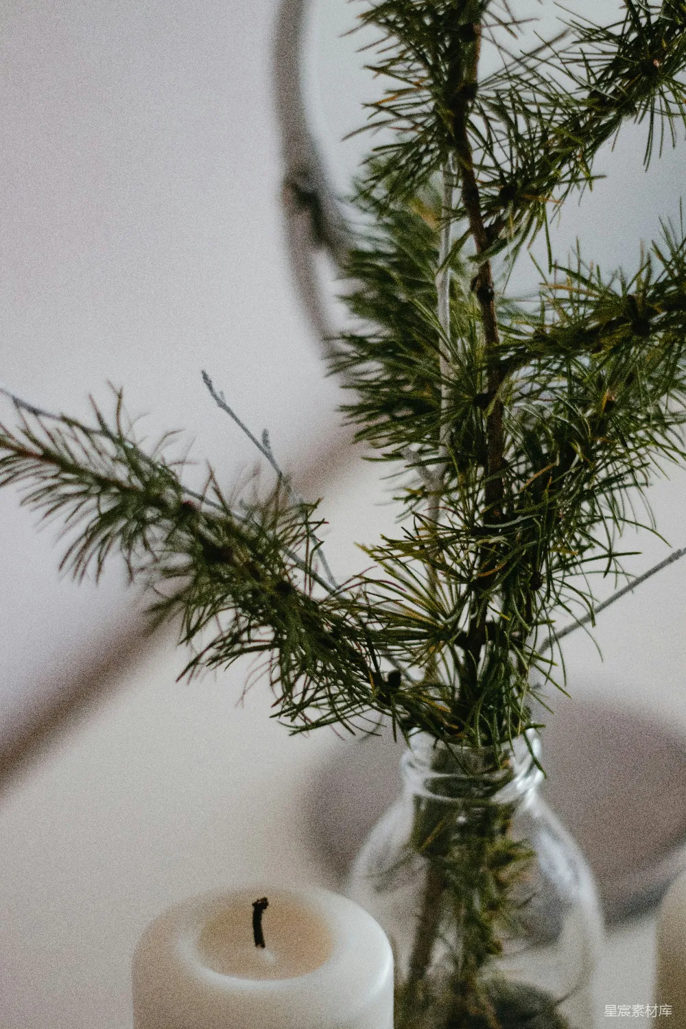 高清摄影  绿色植物放在透明玻璃花瓶里