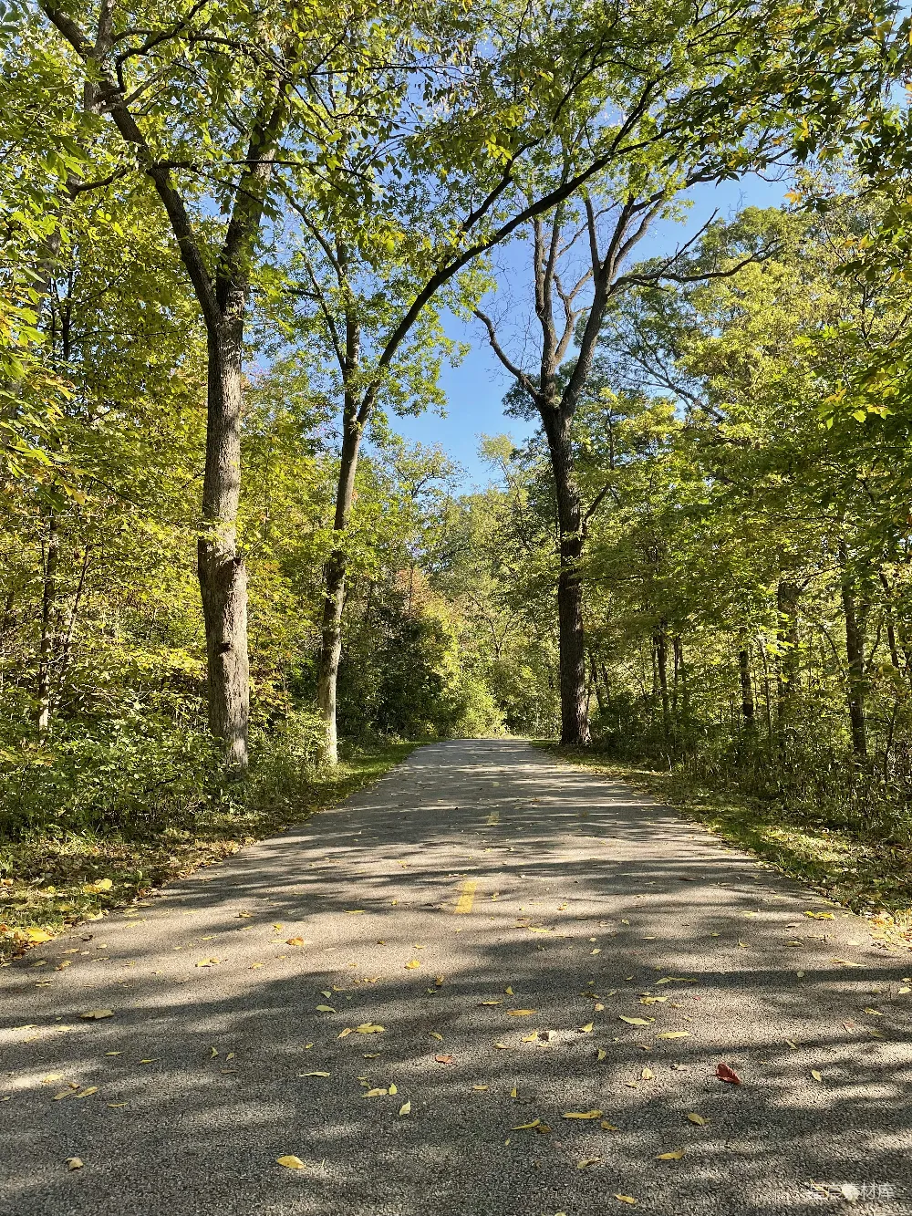 高清摄影  一条空旷的道路，两旁是树木和落叶。