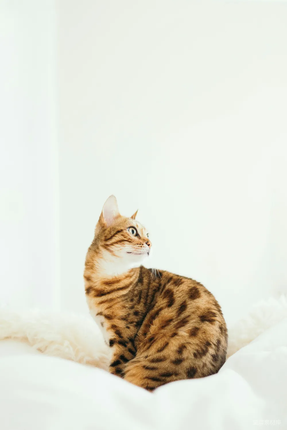 高清摄影  猫坐在垫子上