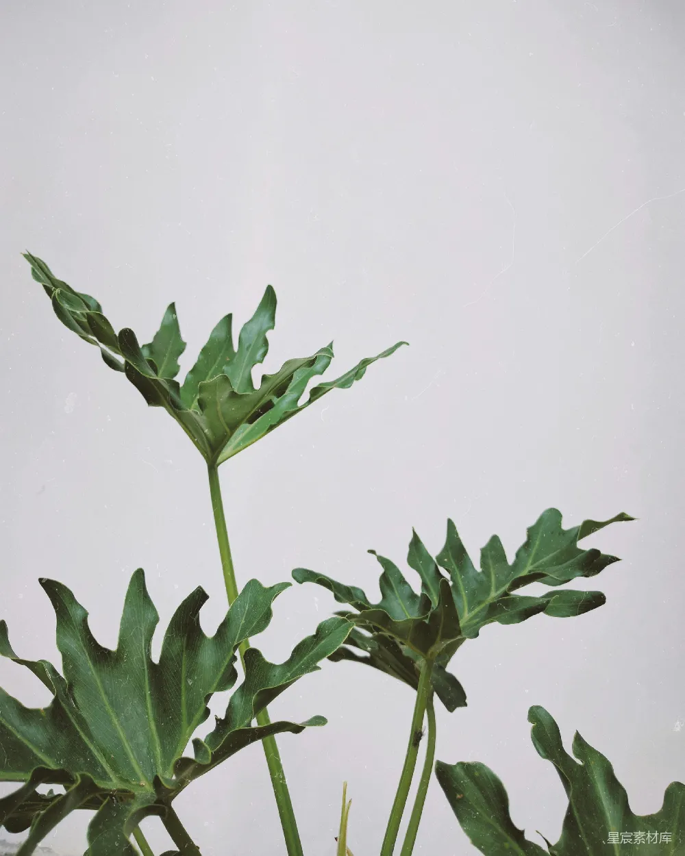 高清摄影  绿植配白色背景