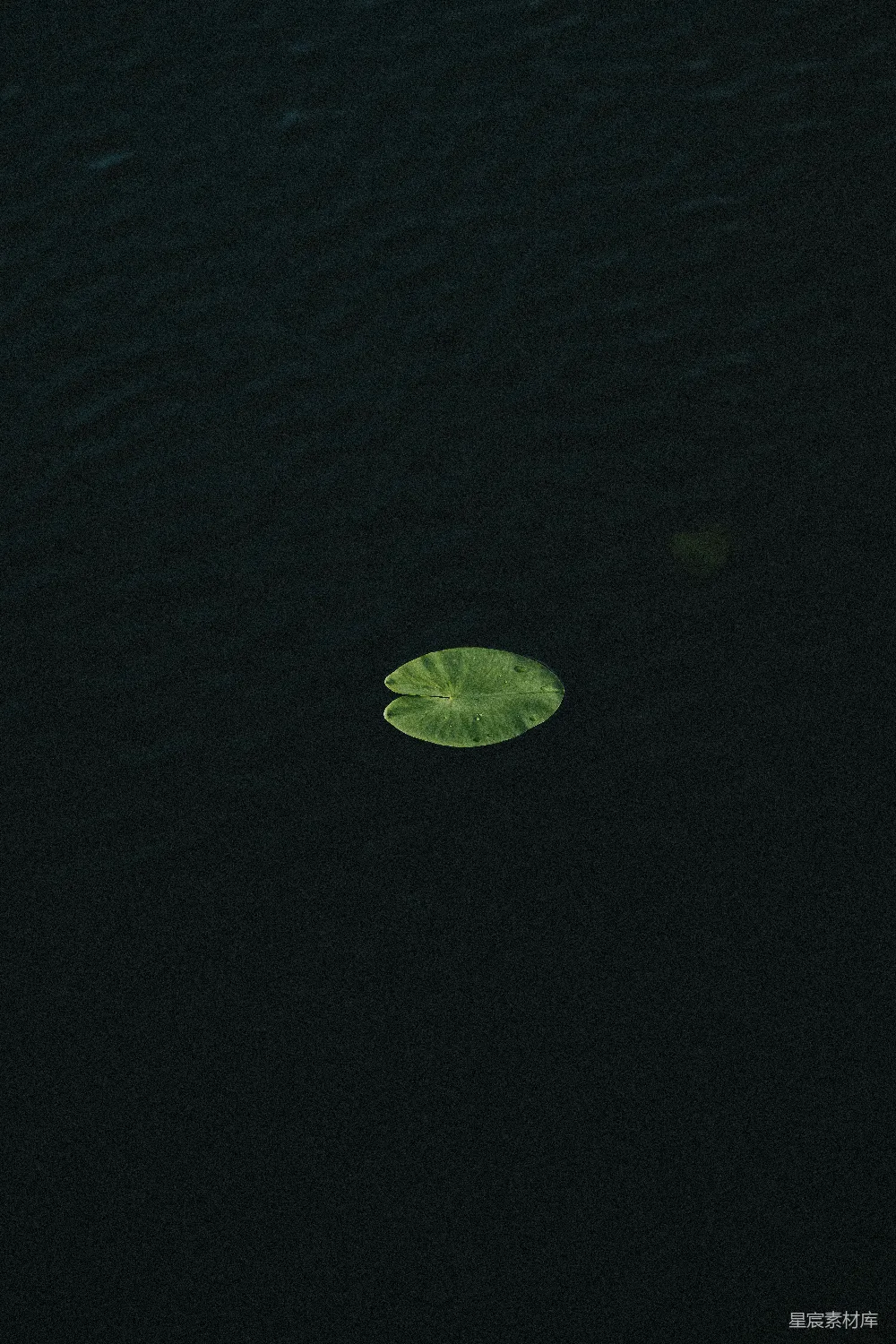高清摄影  一片绿色的荷叶漂浮在深水中。