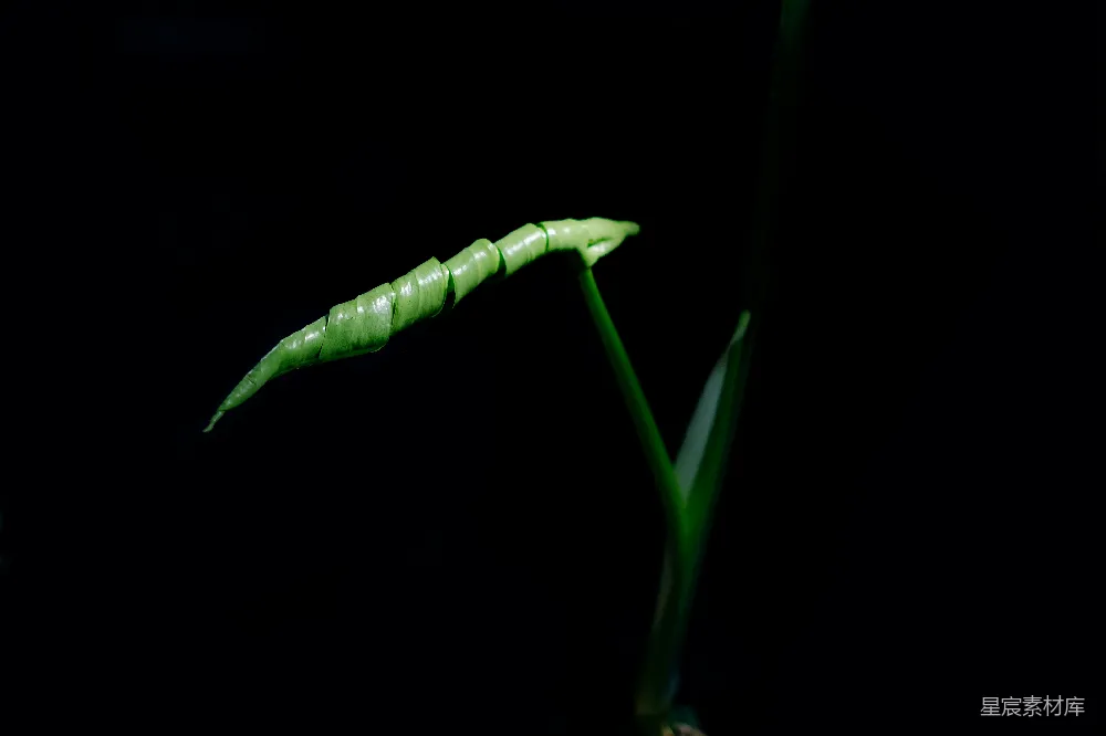 高清摄影  绿叶上的水珠