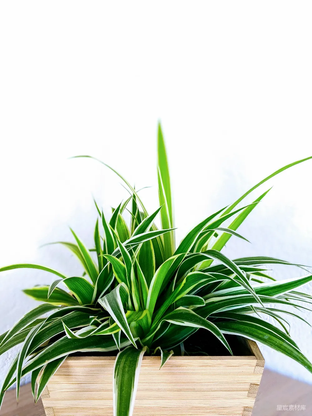 高清摄影  绿色植物在棕色陶盆中