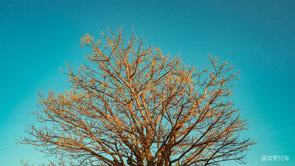 高清摄影  一棵光秃秃的树，没有叶子，背景是蓝天。