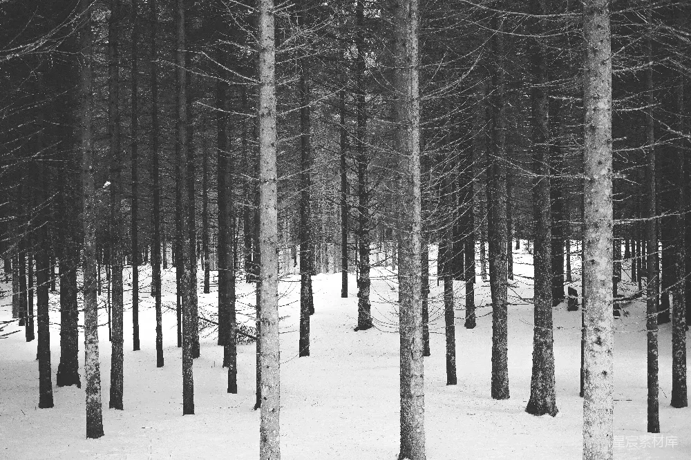高清摄影  雪中的光秃秃的树