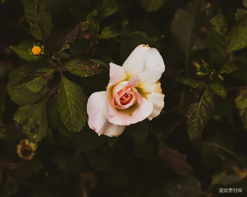 高清摄影  白花