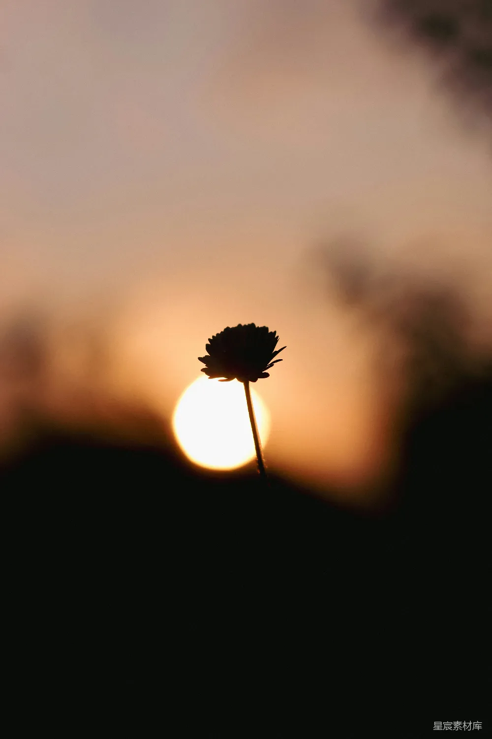 高清摄影 自然 电影 实验性 壁纸 夕阳正挂在一朵花后面。