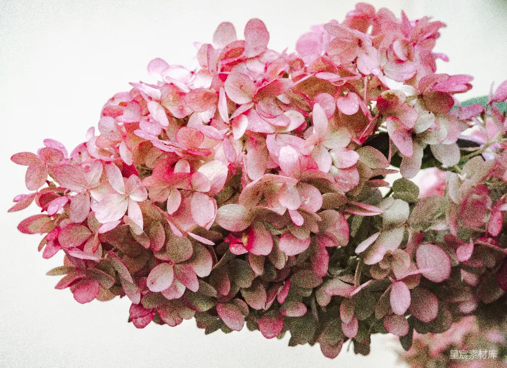 高清摄影  粉白相间的花束