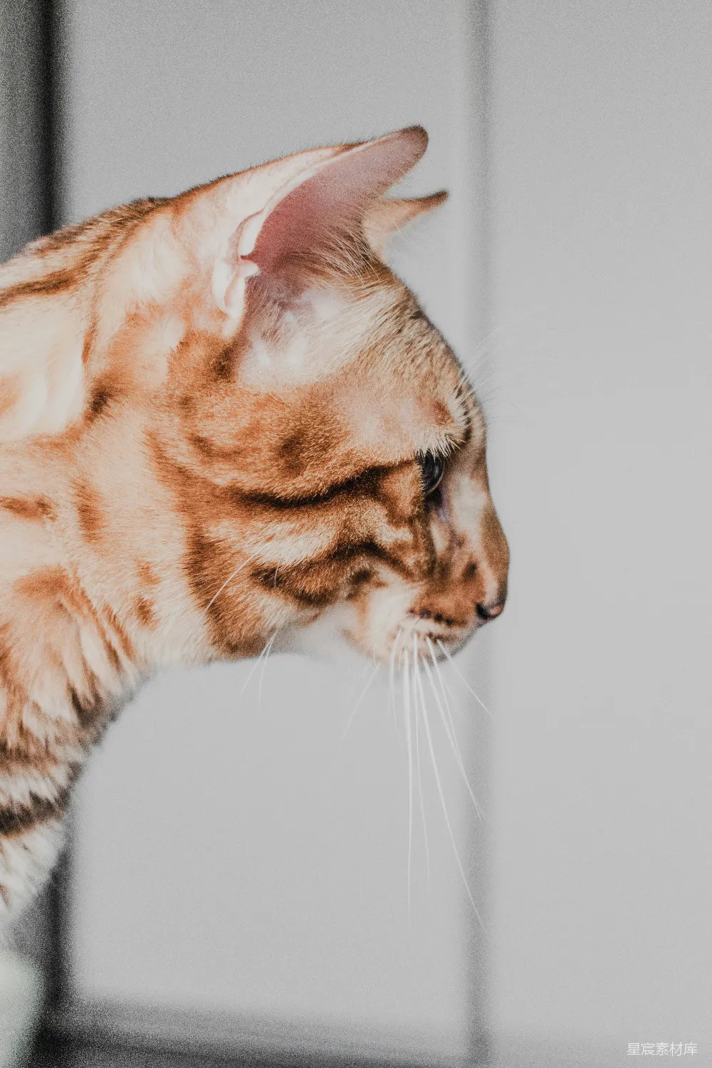 高清摄影  白底橙色虎斑猫