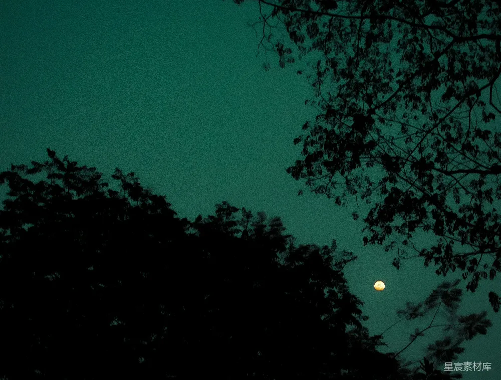 高清摄影 实验性 壁纸 蔚蓝的夜空，挂着一轮明月，树的枝条在夜色中显得幽暗。