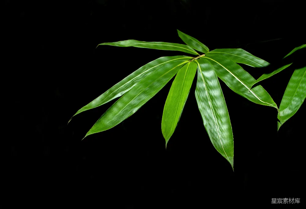 高清摄影  绿色叶植物