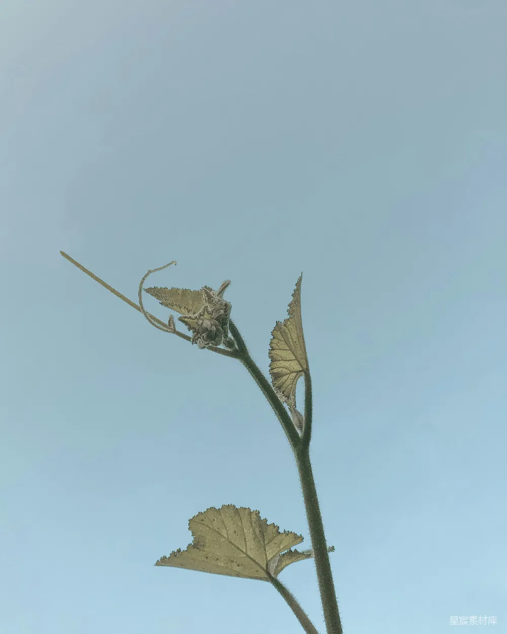 高清摄影  绿叶植物在白天