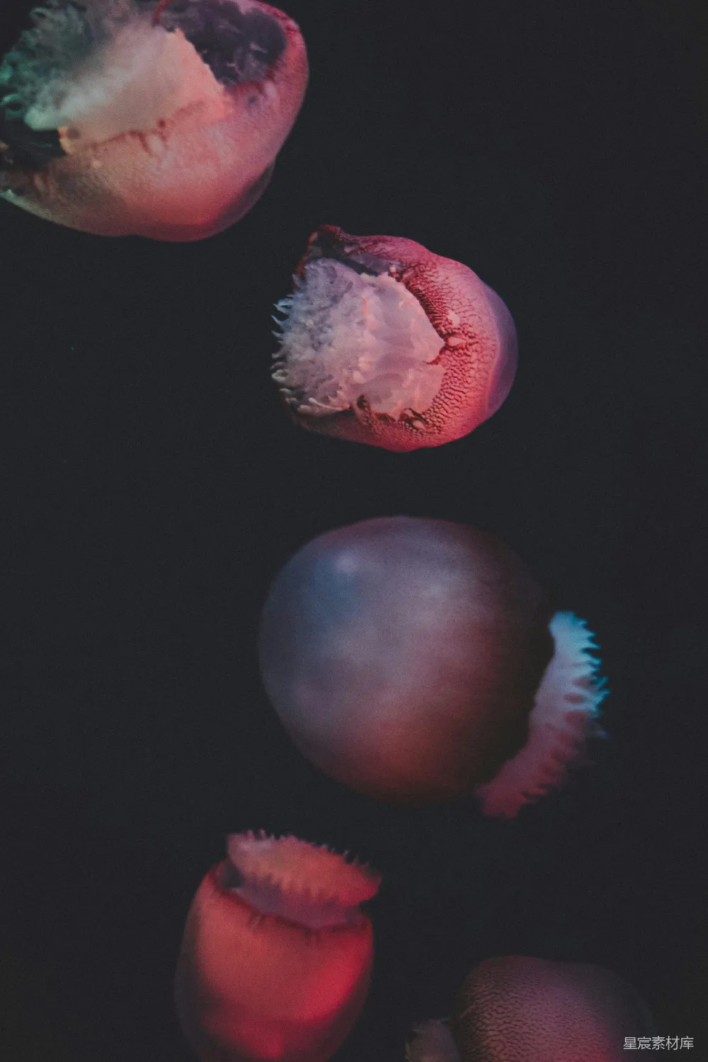 高清摄影  一些水母