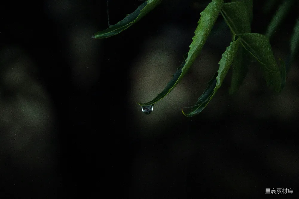 高清摄影 自然 绿叶上有水珠
