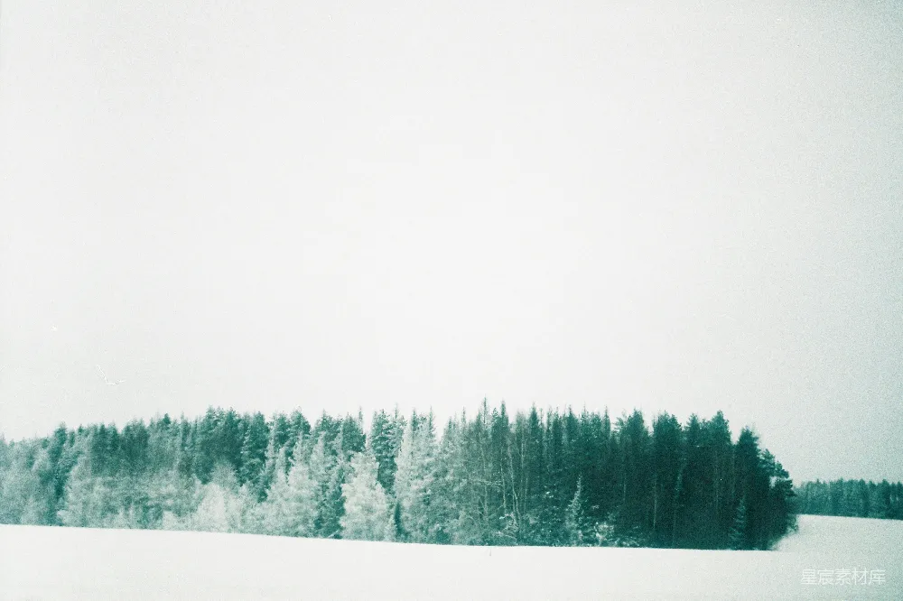 高清摄影  雪地上绿松树