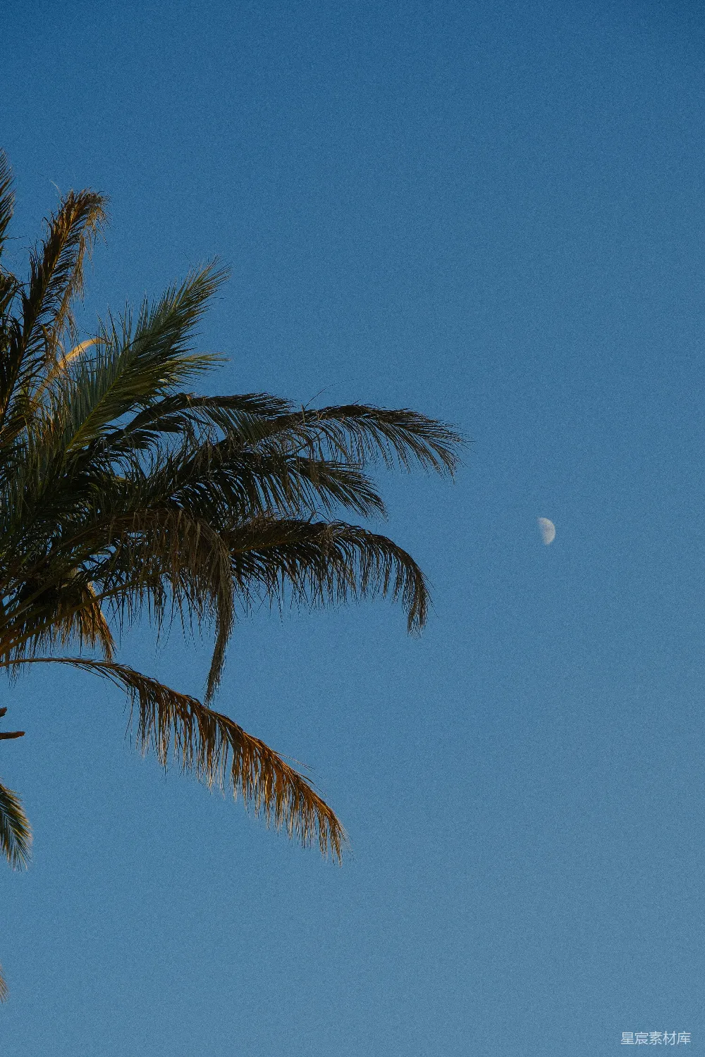 高清摄影  棕榈叶在晴朗的蓝天背景下与月亮相对。