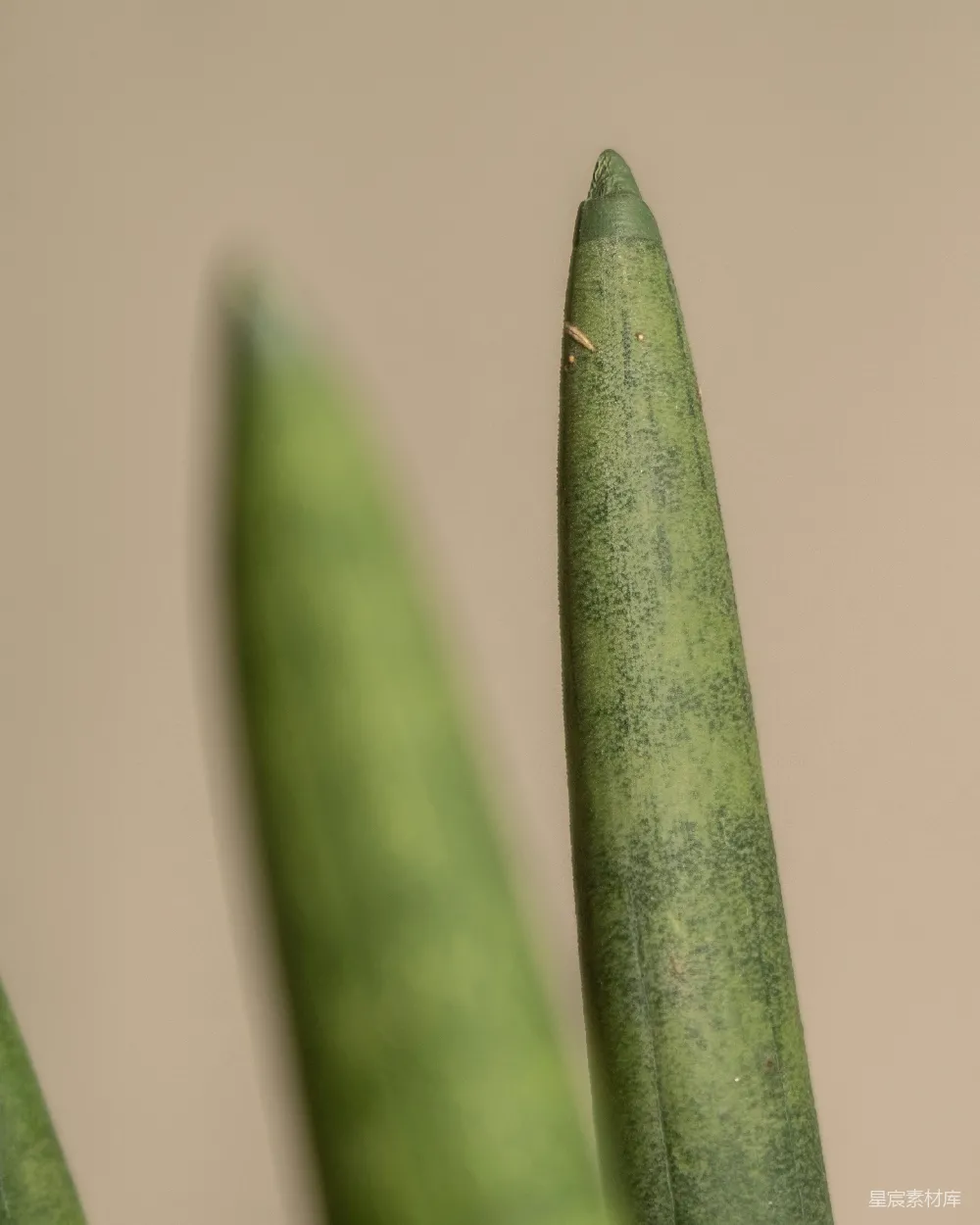 高清摄影  一株绿色豌豆植物的特写照片