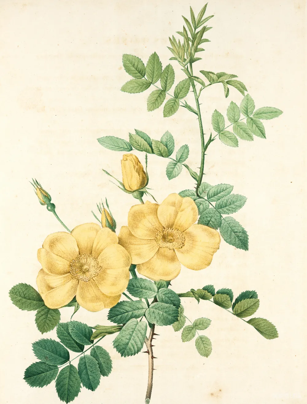 高清摄影  黄绿相间的花卉画