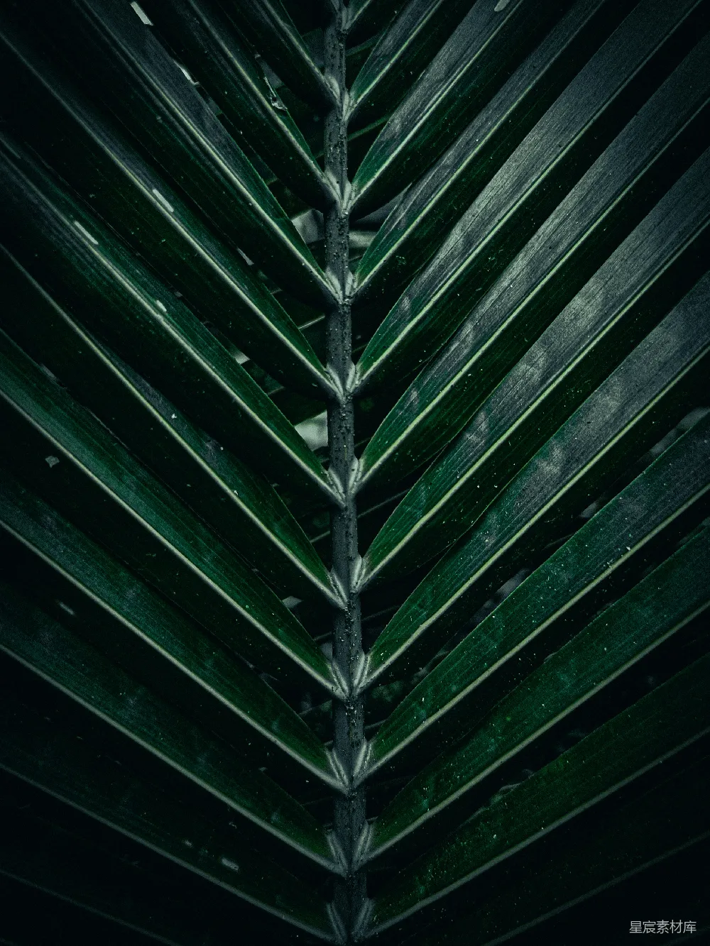 高清摄影 壁纸 自然 一盏灯下的一片棕榈叶的特写